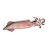 CALAMARI PATAG. C4L RIAZOR KG.5.3 cm 15
