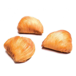 SFOGLIATELLA RICCIA MIDI...